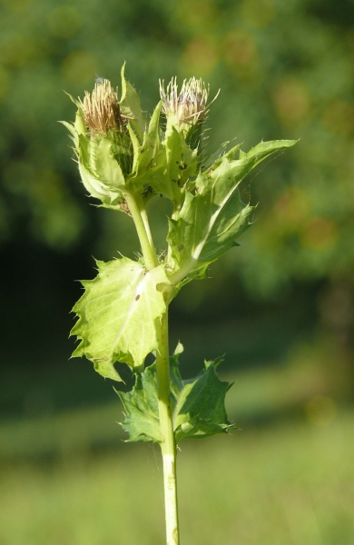 Pflanzenbild gross Kohldistel - Cirsium oleraceum