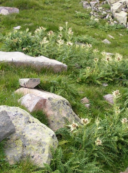 Pflanzenbild gross Alpen-Kratzdistel - Cirsium spinosissimum