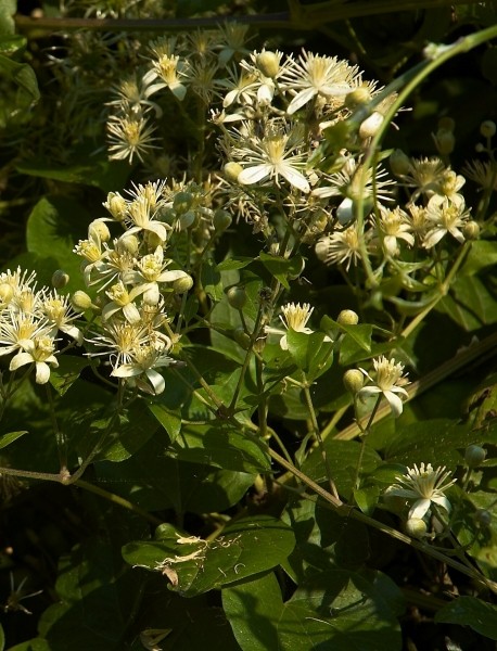 Pflanzenbild gross Gemeine Waldrebe - Clematis vitalba