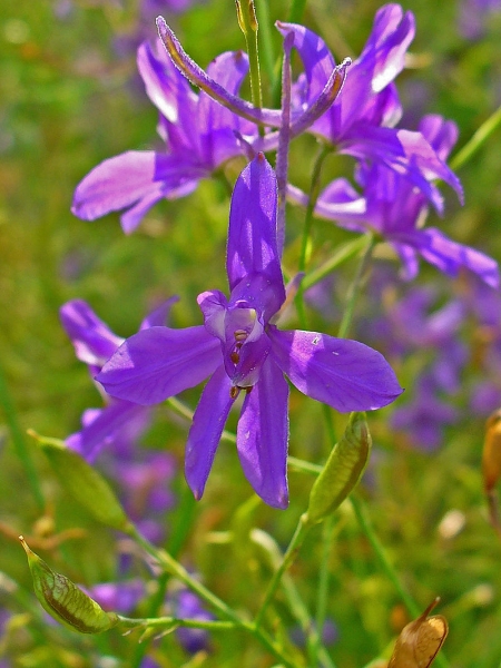Pflanzenbild gross Acker-Rittersporn - Consolida regalis