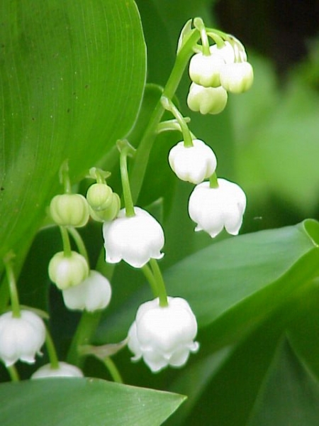 Pflanzenbild gross Maiglöckchen - Convallaria majalis