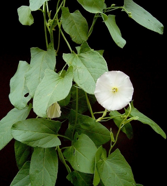 Pflanzenbild gross Acker-Winde - Convolvulus arvensis