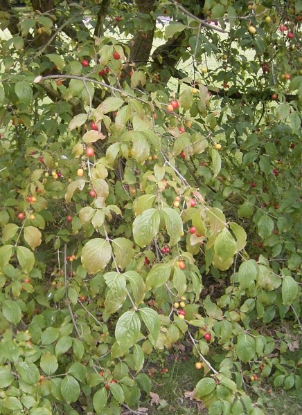 Pflanzenbild gross Kornelkirsche - Cornus mas