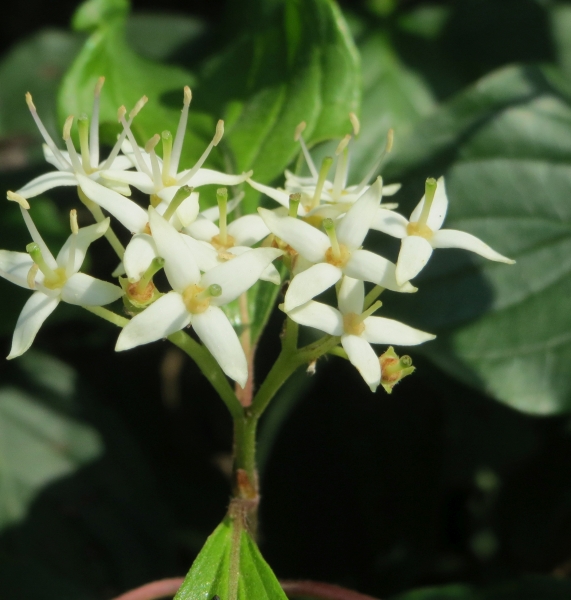 Pflanzenbild gross Hartriegel - Cornus sanguinea