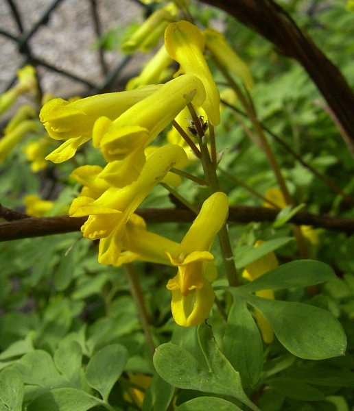 Pflanzenbild gross Gelber Lerchensporn - Corydalis lutea