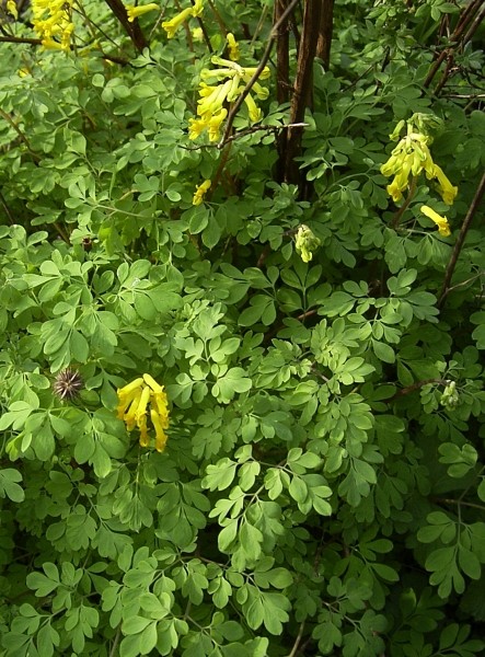 Pflanzenbild gross Gelber Lerchensporn - Corydalis lutea
