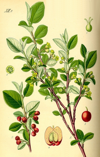 Pflanzenbild gross Kahle Steinmispel - Cotoneaster integerrimus