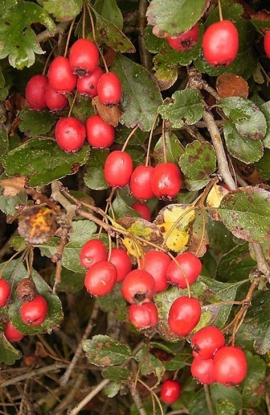 Pflanzenbild gross Zweigriffeliger Weissdorn - Crataegus laevigata