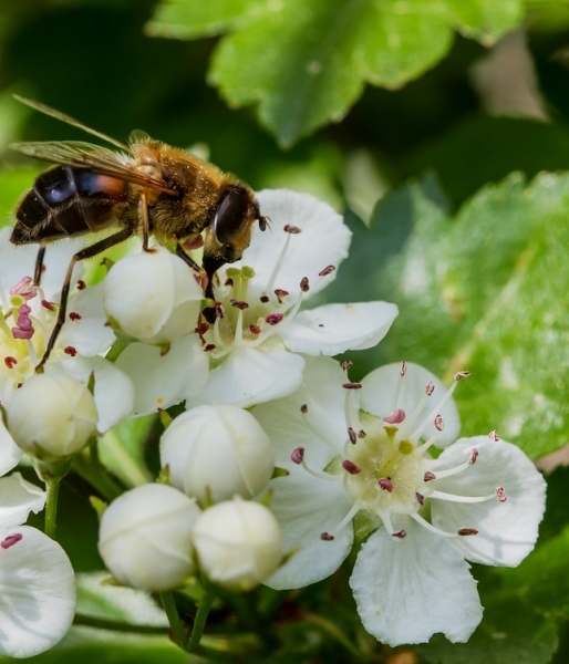 Pflanzenbild gross Zweigriffeliger Weissdorn - Crataegus laevigata