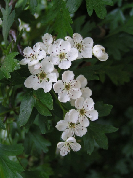 Pflanzenbild gross Eingriffeliger Weissdorn - Crataegus monogyna