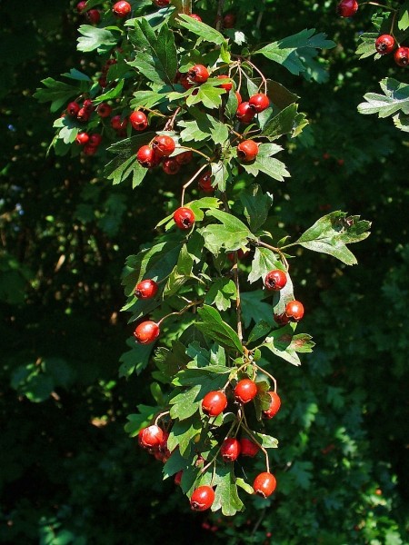 Pflanzenbild gross Eingriffeliger Weissdorn - Crataegus monogyna