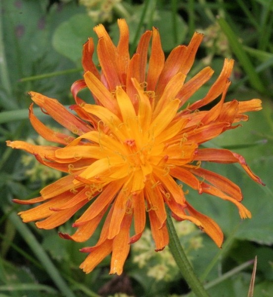 Pflanzenbild gross Gold-Pippau - Crepis aurea