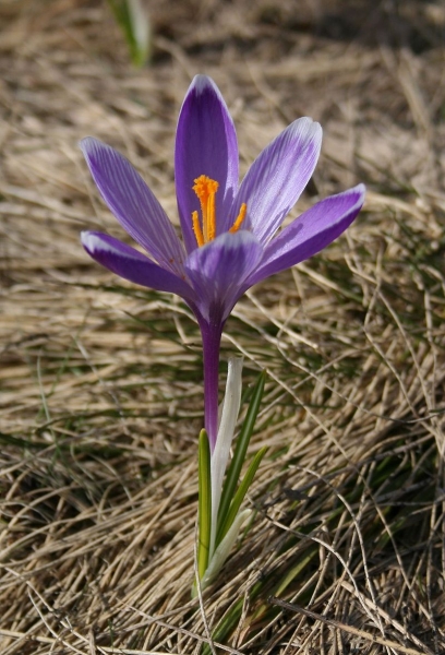 Pflanzenbild gross Frühlings-Krokus - Crocus albiflorus