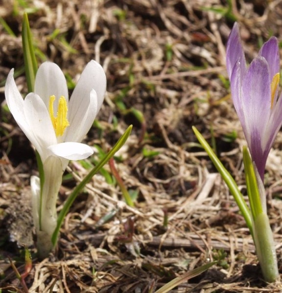 Pflanzenbild gross Frühlings-Krokus - Crocus albiflorus