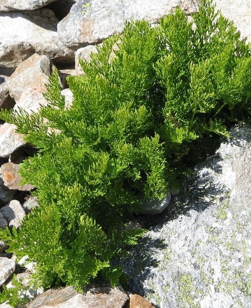 Pflanzenbild gross Krauser Rollfarn - Cryptogramma crispa