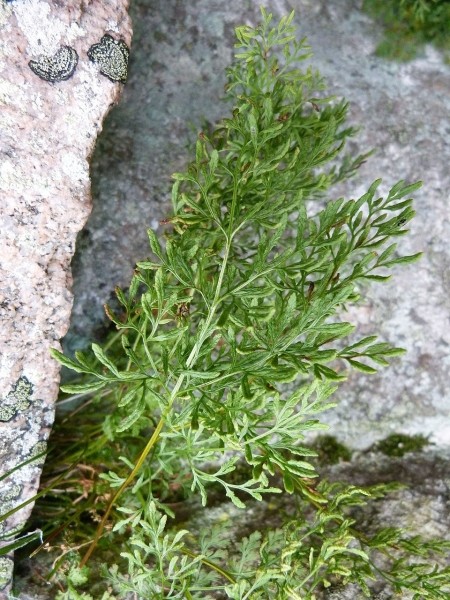 Pflanzenbild gross Krauser Rollfarn - Cryptogramma crispa