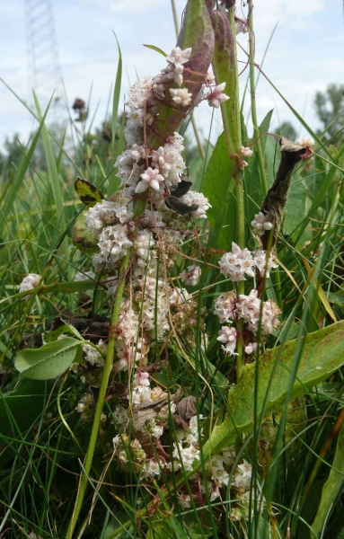 Pflanzenbild gross Quendel-Seide - Cuscuta epithymum