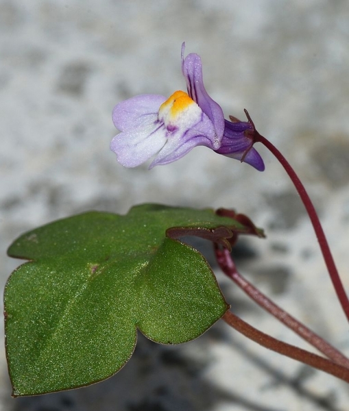 Pflanzenbild gross Zimbelkraut - Cymbalaria muralis