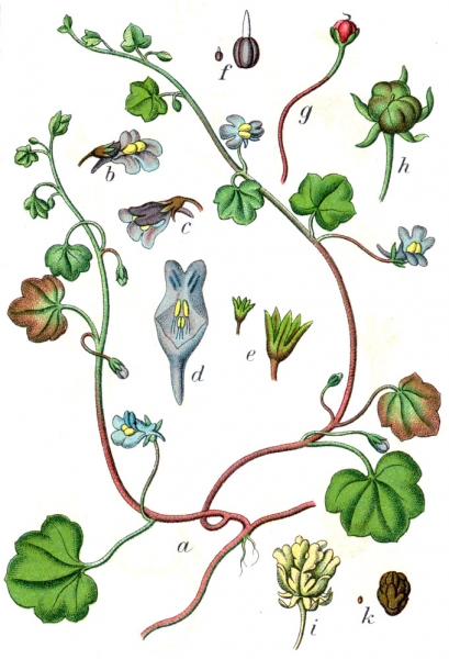 Pflanzenbild gross Zimbelkraut - Cymbalaria muralis