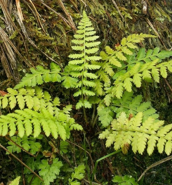 Pflanzenbild gross Zerbrechlicher Blasenfarn - Cystopteris fragilis
