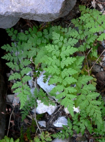 Pflanzenbild gross Zerbrechlicher Blasenfarn - Cystopteris fragilis