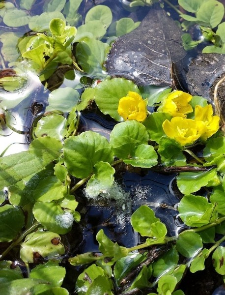 Pflanzenbild gross Pfennigkraut - Lysimachia nummularia