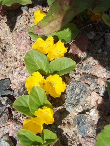 Pflanzenbild gross Pfennigkraut - Lysimachia nummularia