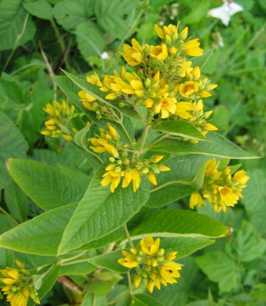 Pflanzenbild gross Gemeiner Gilbweiderich - Lysimachia vulgaris