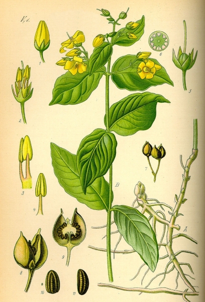 Pflanzenbild gross Gemeiner Gilbweiderich - Lysimachia vulgaris