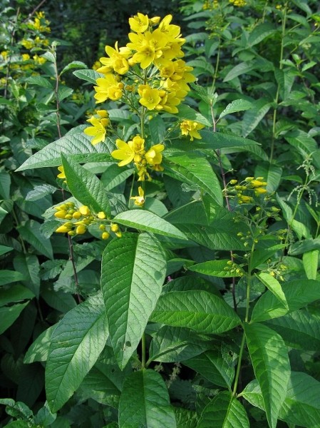 Pflanzenbild gross Gemeiner Gilbweiderich - Lysimachia vulgaris