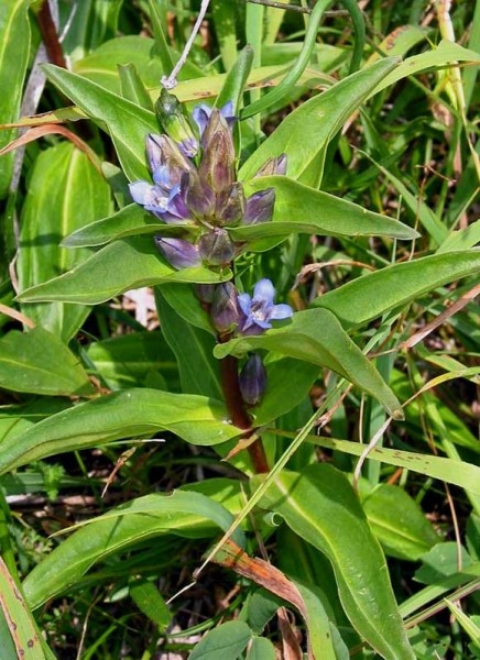Pflanzenbild gross Kreuzblättriger Enzian - Gentiana cruciata