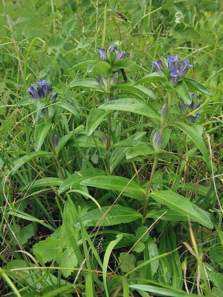 Pflanzenbild gross Kreuzblättriger Enzian - Gentiana cruciata