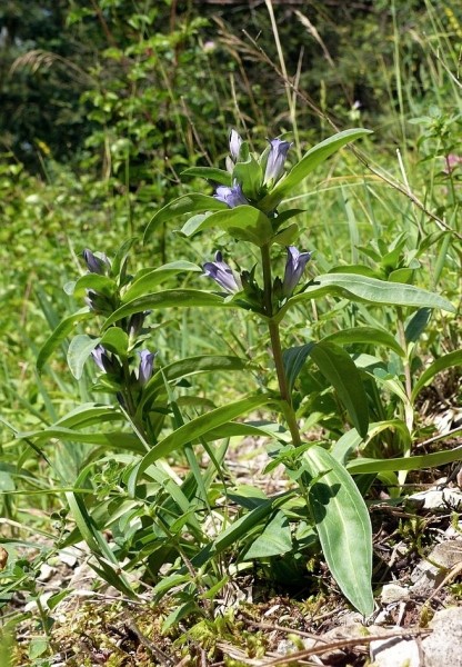 Pflanzenbild gross Kreuzblättriger Enzian - Gentiana cruciata