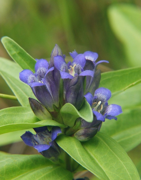 Pflanzenbild gross Kreuzblättriger Enzian - Gentiana cruciata