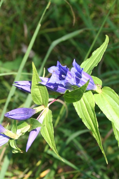 Pflanzenbild gross Schwalbenwurz-Enzian - Gentiana asclepiadea