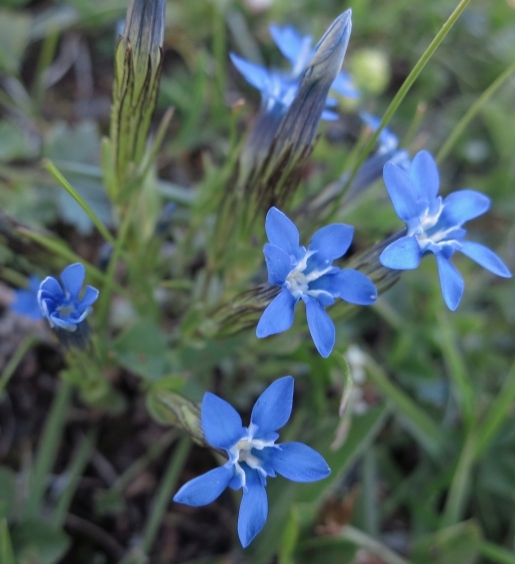 Pflanzenbild gross Schnee-Enzian - Gentiana nivalis