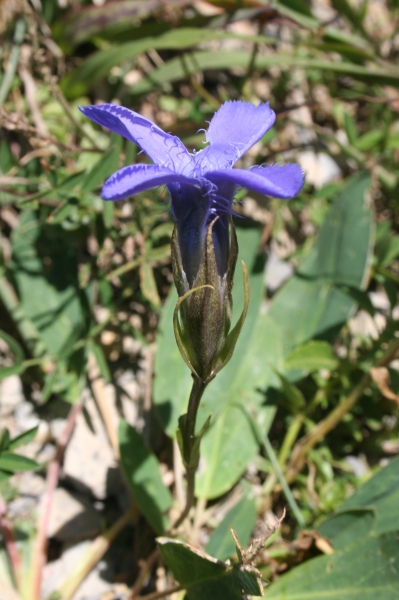 Pflanzenbild gross Gefranster Enzian - Gentiana ciliata