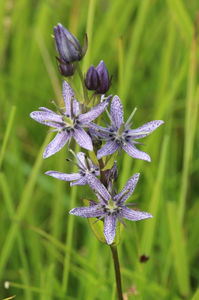 Pflanzenbild gross Moorenzian - Swertia perennis