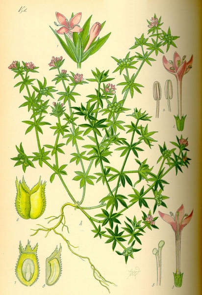 Pflanzenbild gross Ackerröte - Sherardia arvensis
