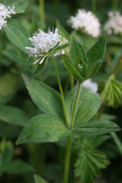Pflanzenbild gross Turiner Waldmeister - Asperula taurina
