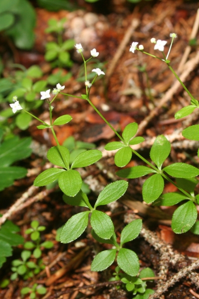 Pflanzenbild gross Rundblättriges Labkraut - Galium rotundifolium