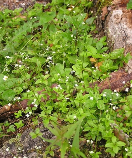 Pflanzenbild gross Rundblättriges Labkraut - Galium rotundifolium
