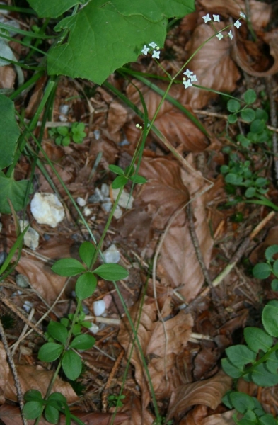 Pflanzenbild gross Rundblättriges Labkraut - Galium rotundifolium