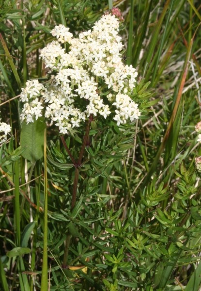 Pflanzenbild gross Nordisches Labkraut - Galium boreale
