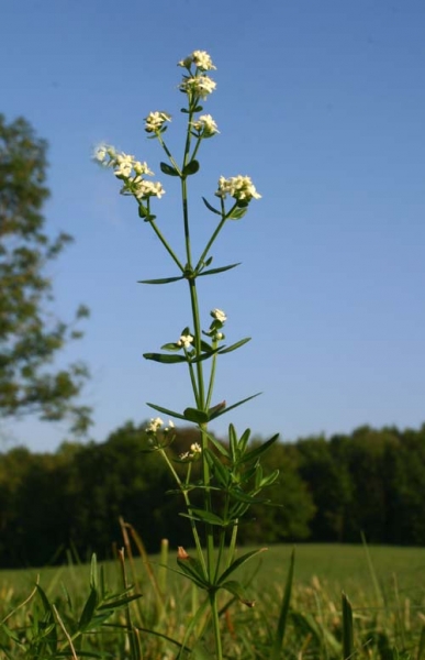 Pflanzenbild gross Nordisches Labkraut - Galium boreale