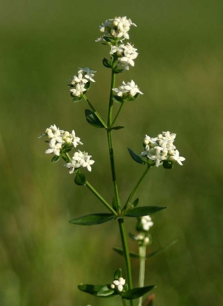 Pflanzenbild gross Nordisches Labkraut - Galium boreale