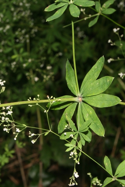 Pflanzenbild gross Wald-Labkraut - Galium sylvaticum