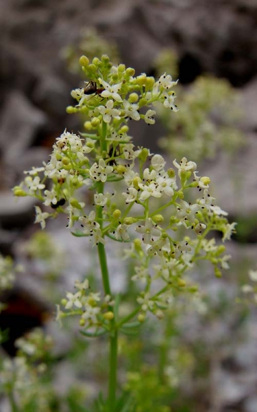 Pflanzenbild gross Glänzendes Labkraut - Galium lucidum