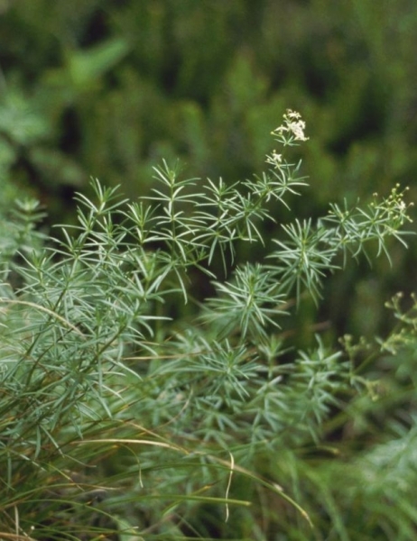 Pflanzenbild gross Glänzendes Labkraut - Galium lucidum