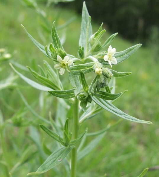 Pflanzenbild gross Echter Steinsame - Lithospermum officinale
